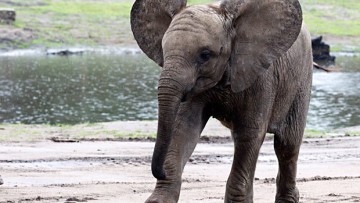 Am Rande: Elefant auf der Autobahn schockt Autofahrer