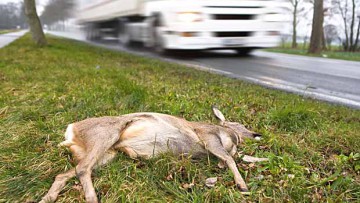 Risiko für Wildunfälle steigt im Herbst