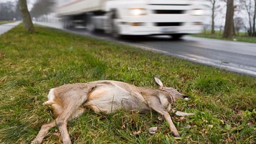 Polizei warnt vor liebestollem Wild