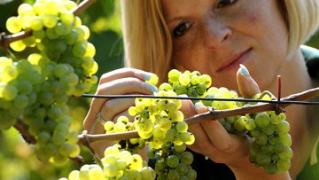 Am Rande: Geplaner Hochmoselübergang lässt Weinfreunde um Riesling bangen