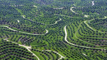 Eine Luftaufnahme vom 04.05.2013 zeigt Palmöl-Plantagen in Indonesien