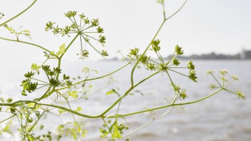 Schierlings-Wasserfenchel 