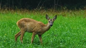 Richtiges Verhalten bei Wildunfällen