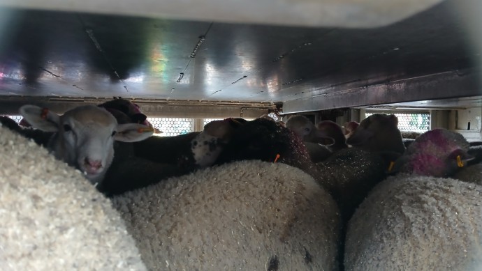 Tiertransporte, Tierwohl, eingepdercht, unwürdig