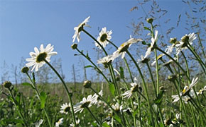 natur_290