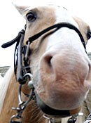 Pferd