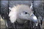 pleitegeier_150