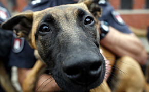 Am Rande: Schäferhund am Steuer schaeferhund_290