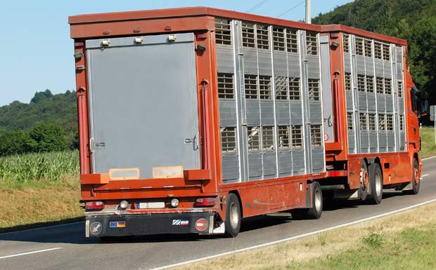 SPD will Tiertransporte auf vier Stunden begrenzen 