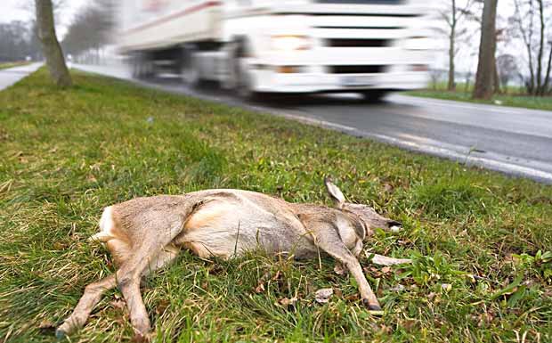 Risiko für Wildunfälle steigt im Herbst