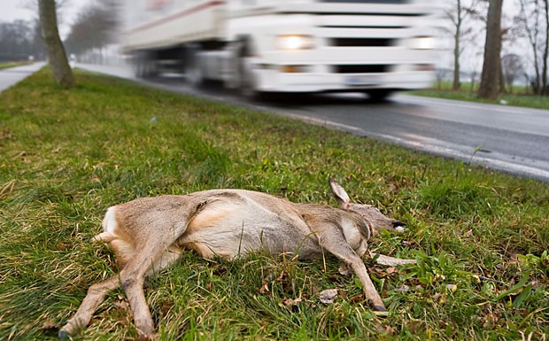 Polizei warnt vor liebestollem Wild