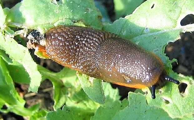 Nacktschnecke