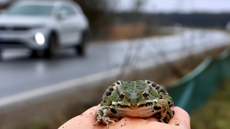 Krötenwanderung mit Auto im Hintergrund