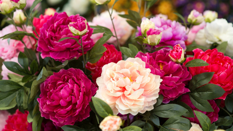 Ein Strauß Pfingstrosen im Vordergrund, im Hintergrund sieht man klein und verschwommen weitere Blumen im Blumenladen 