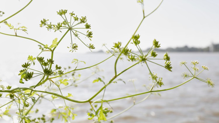 Schierlings-Wasserfenchel 