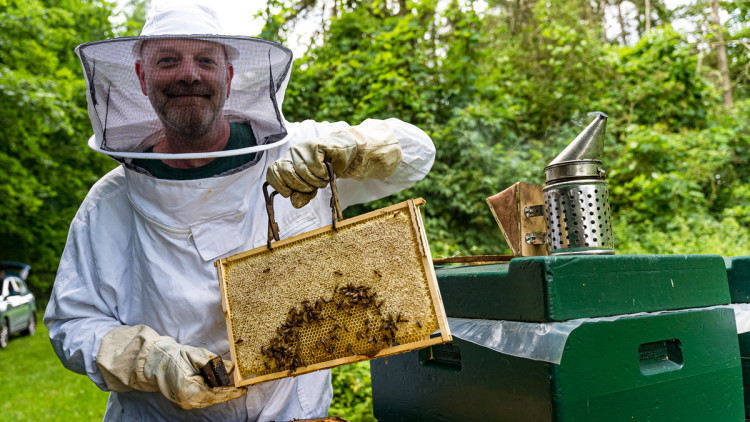 Hamburger Bienen