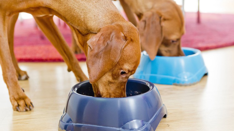 Hunde am Futternapf