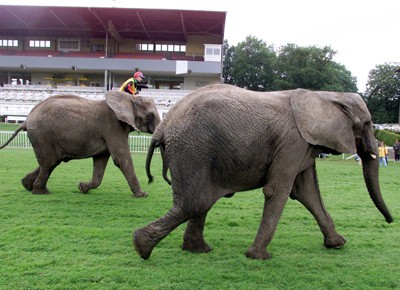 Elefantenrennen 
