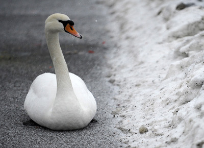 Schwan, Straße, Schnee