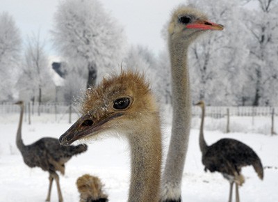 Winterchaos, Strausse 